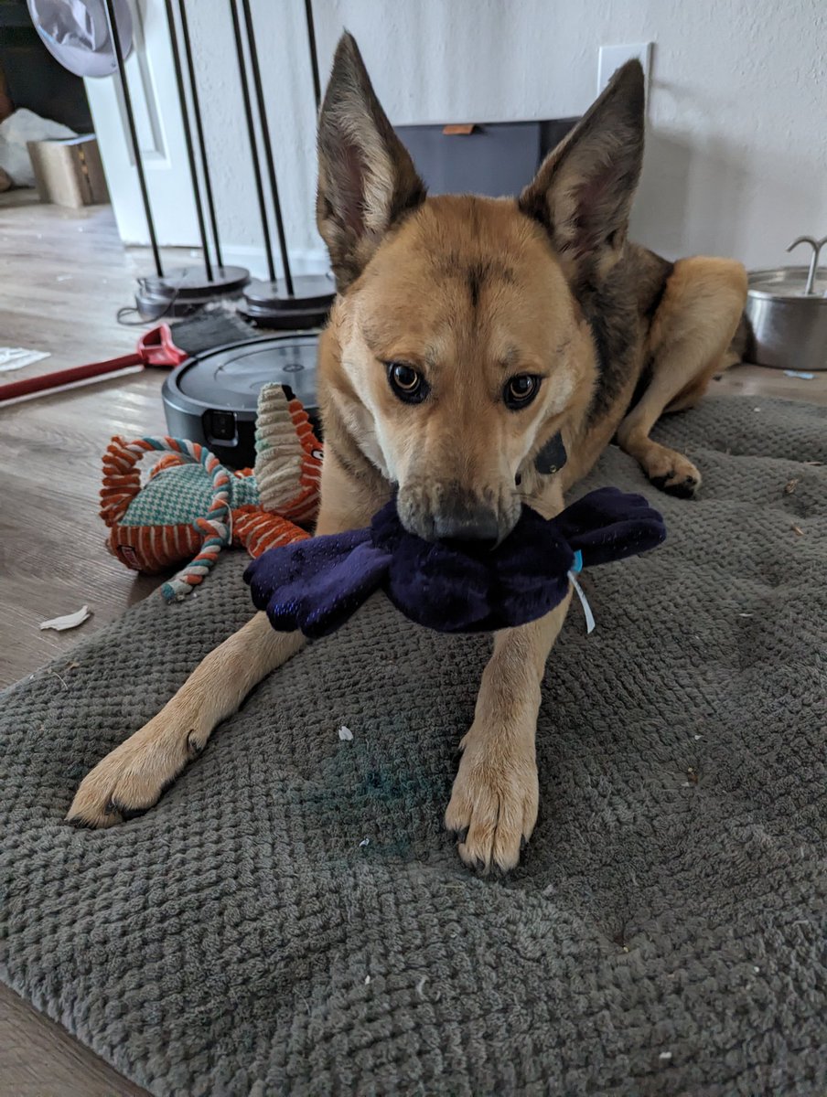 britlee93's tweet photo. @MyFavMurder @KarenKilgariff @GHardstark  my favorite barkbox yet! The fucking mothman and nessy! Eevee approves too. @barkbox https://t.co/p2n2hbMo5P
