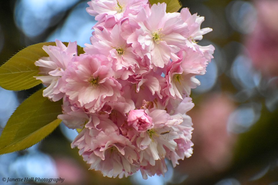 Beautiful pink blossom 🌸🌸🌸 Avenham and Miller Park, Preston #blossom #springflowers #spring #flowers #preston #lancashire #morning #landscape #landscapephotography @BIDPreston @ParksInPreston @prestoncouncil @blogpreston #loveukweather