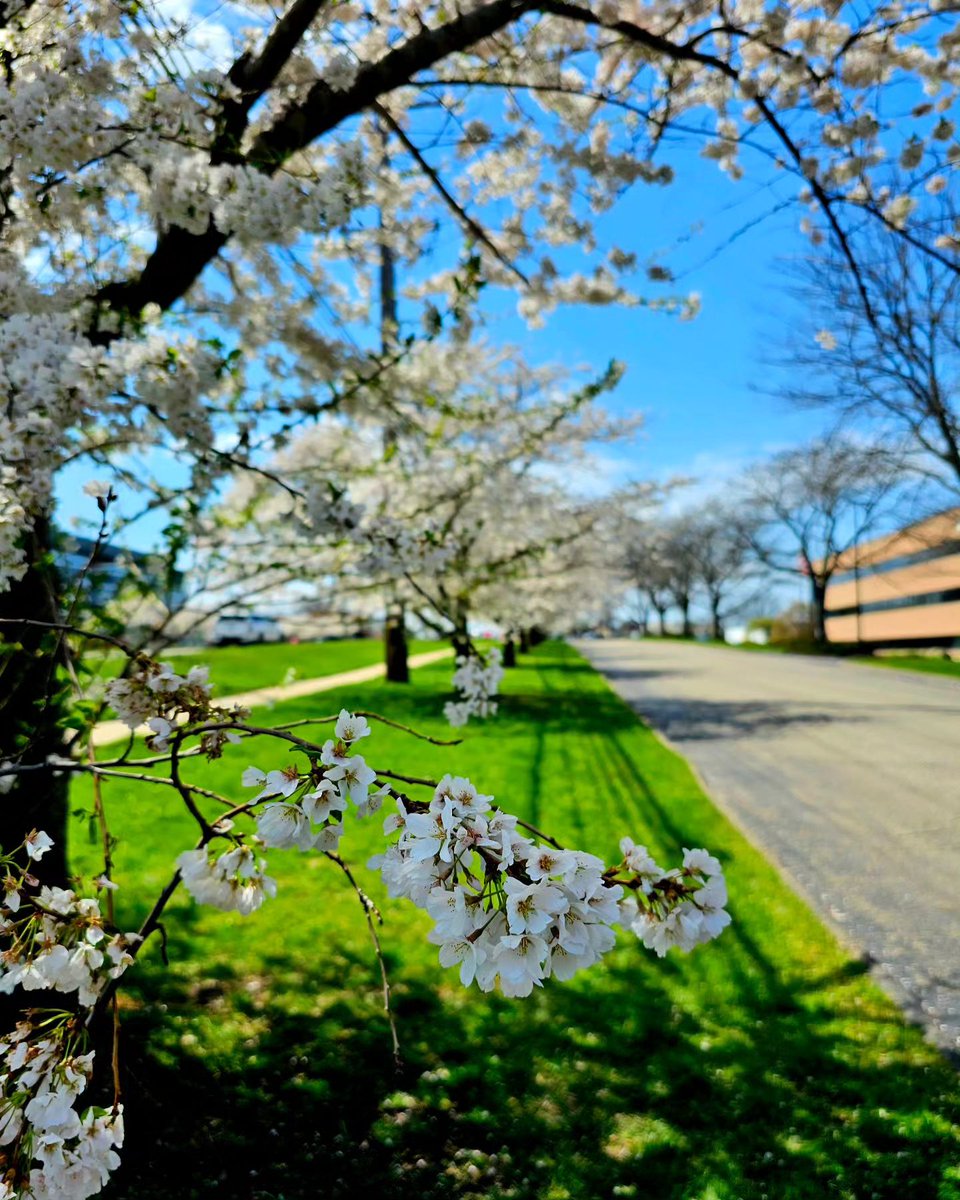 Spring is blooming across #OaklandCounty. Thanks for sharing your photo from #Farmington with us @through_my_moments.
. 
. 
Share your spring photos using #OaklandCounty for a chance to be featured. ow.ly/u1AU50BxfI5