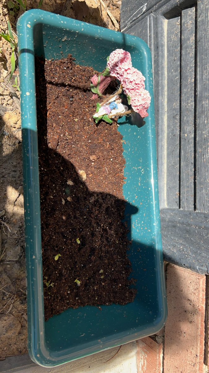 GayleGodde61380's tweet photo. Got some little buds 🥳 https://t.co/W4q4gkDQ9n