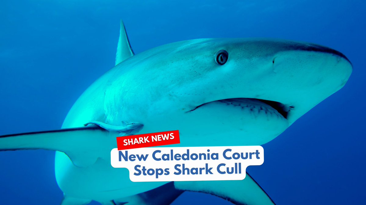 🦈 Victory for Sharks: New Caledonia Court Bans Culling! 🌊 The court has banned shark culling, responding to environmental groups' concerns. Let's keep advocating for shark protection! 🌊✊🏽 #SaveOurSharks #NewCaledoniaCourtDecision #sharkwater #robstewart
