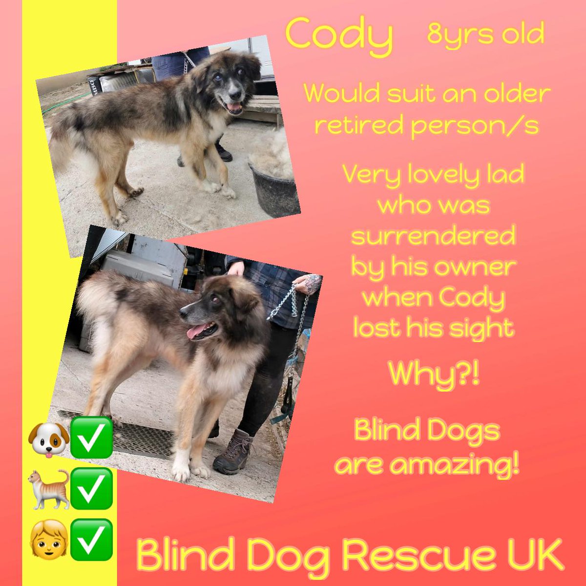 8/9yo CODY is a blind boy who was surrendered to the shelter by his owner in May 2023. His owner named him Cobra but he is getting used to his nicer new name. Personality wise he likes to be friendly but is cautious with new people. He seems to prefer the company of women…