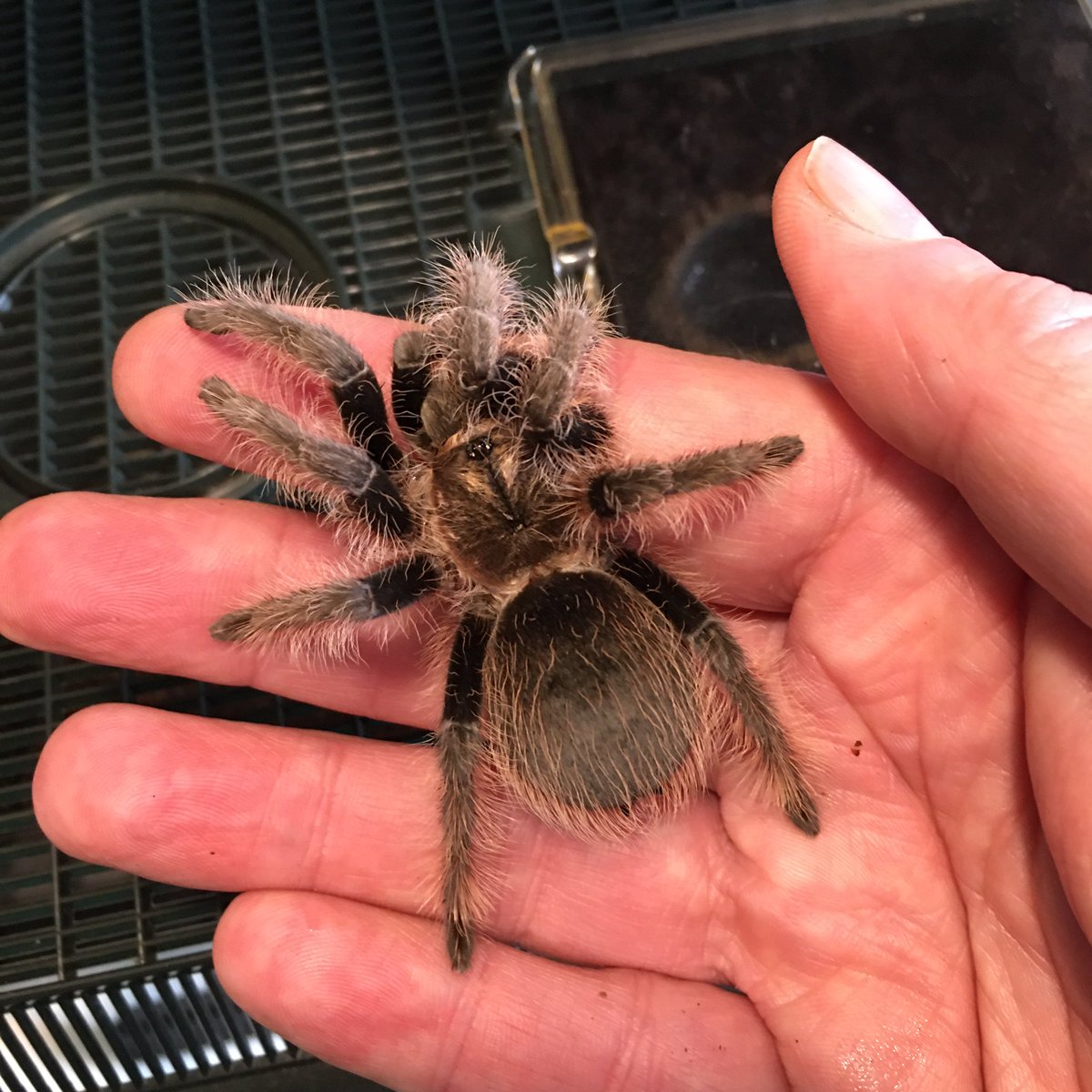 Oslo, the Curly Hair Tarantula, really has settled in well and is getting used to being handled by me too. I’ve been handling regularly so that Oslo can come with me to some events that <a href="/GWEcology/">GW Ecology</a> will be attending over the summer.