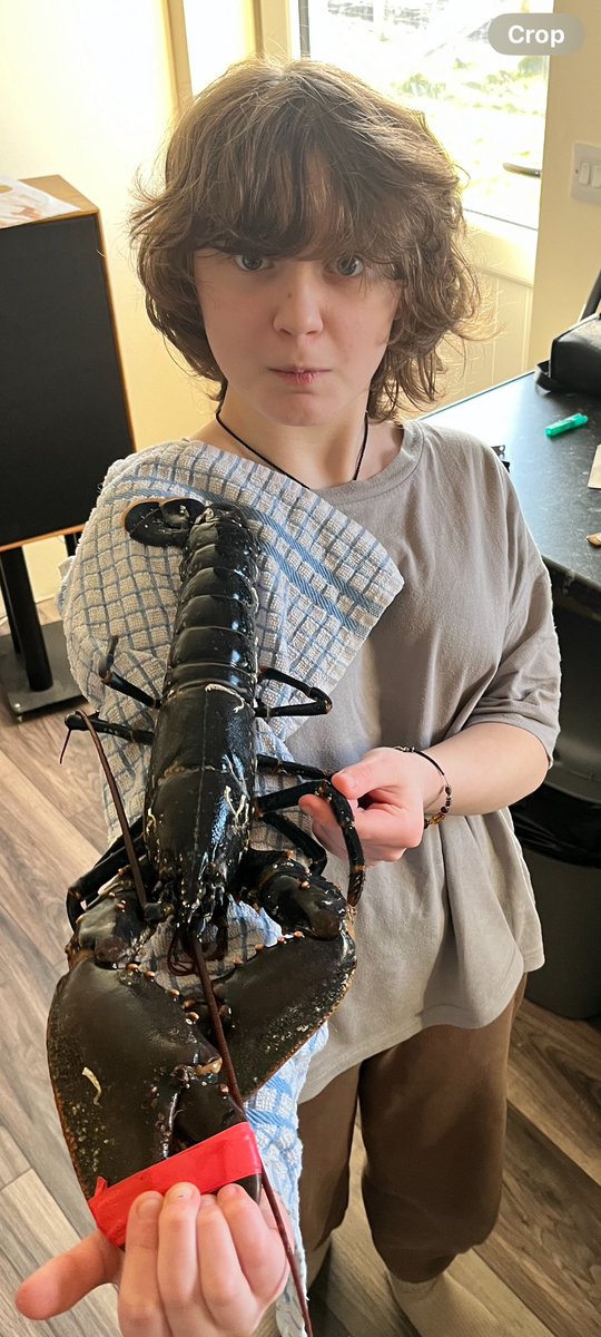 A rapacious beast - and a 1.4kg lobster!