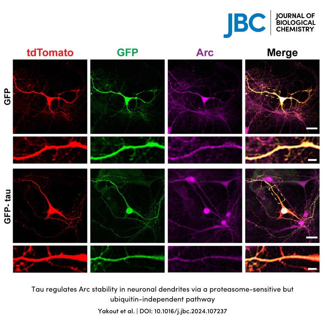 In a recent @jbiolchem study, researchers at @GeorgiaStateU showed that tau, the driver of Alzheimer's disease, can destabilize dendrite activity-regulated cytoskeleton-associated protein, or Arc, via the proteosome degradation. jbc.org/article/S0021-… #Alzheimersdisease