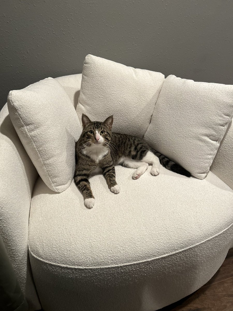 Kuhl5's tweet photo. @littlenutsac His name is Socks. https://t.co/BWsSabXmtY