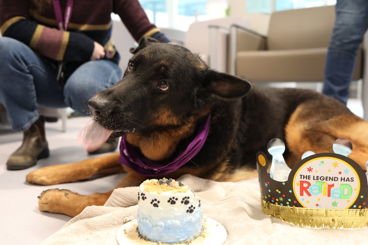 CAMHnews's tweet photo. This week, we celebrated Theo, our beloved CAMH pet therapy volunteer, as he embarks on his well-deserved #retirement! 🐾

Theo and his owner Len have been bringing smiles and comfort to patients and staff for five incredible years.

Happy retirement, Leo! 🐶✨

#PetTherapy https://t.co/1F3EyTg0XR