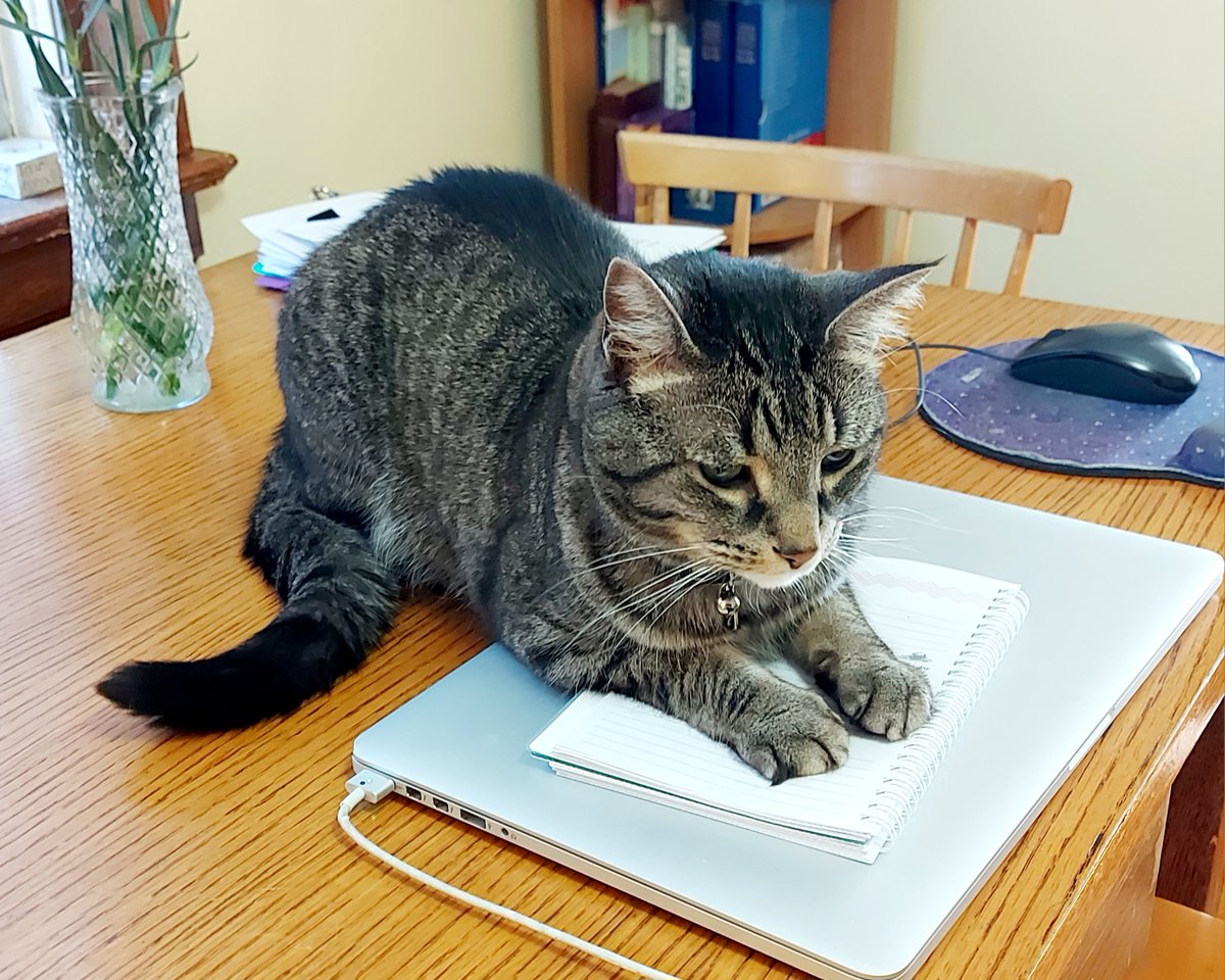 No more work. It's #Friday! 😼🐾 

#tabbycatsrule #tabbycats #friday #fridayfeeling