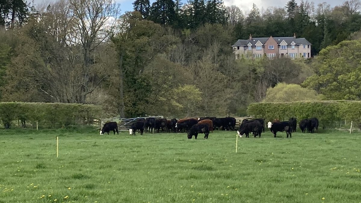 Yearling steers finally grazing with better conditions underfoot. #rollonsummer