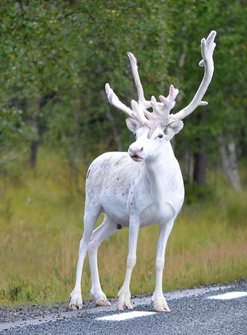 🦌 Beyaz bir Ren geyiği.