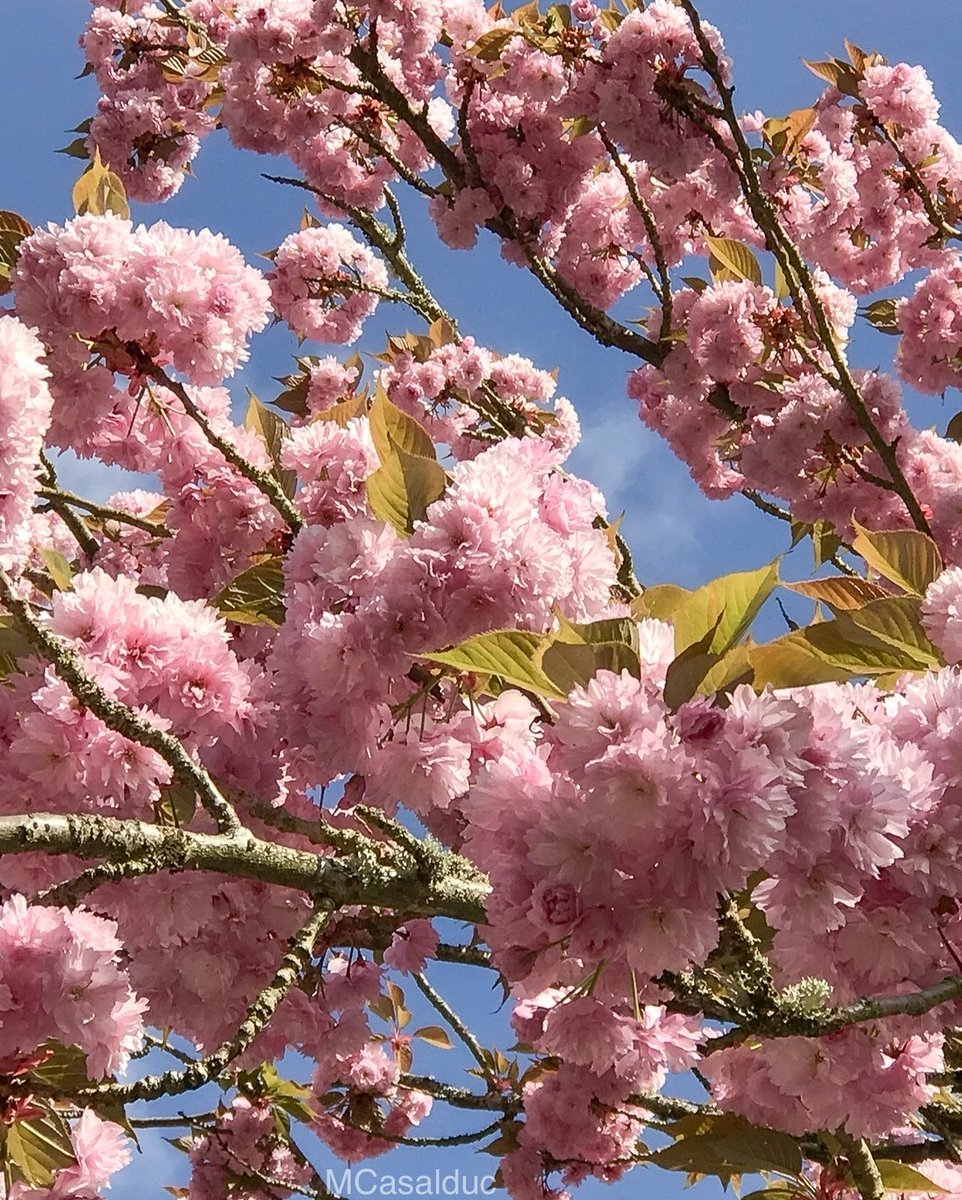 Some additional photos of our #cherryblossom #wawx #PNW