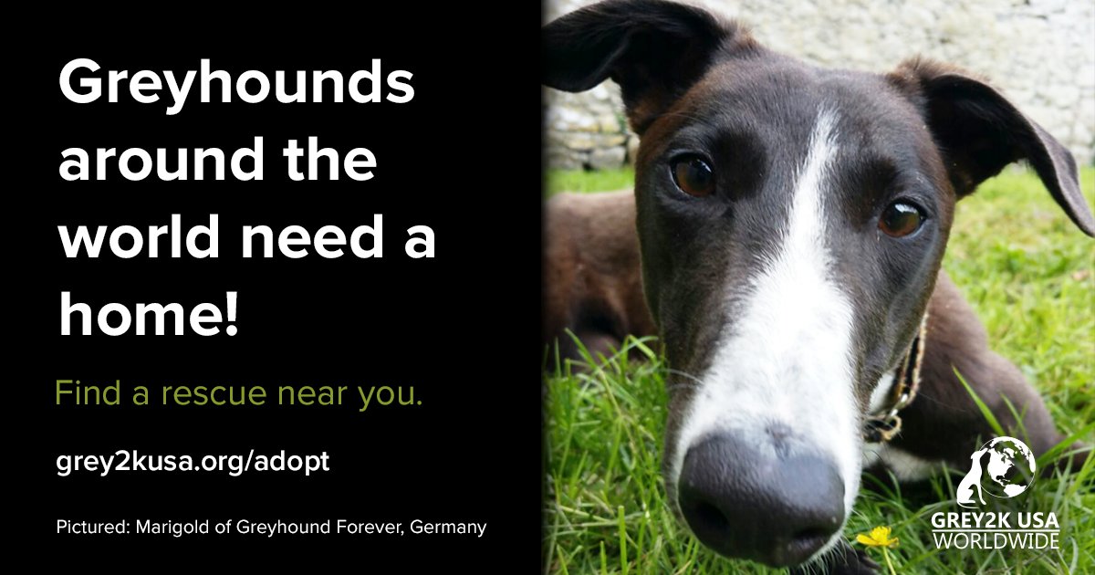 How are you celebrating #AdoptAGreyhoundMonth this year?