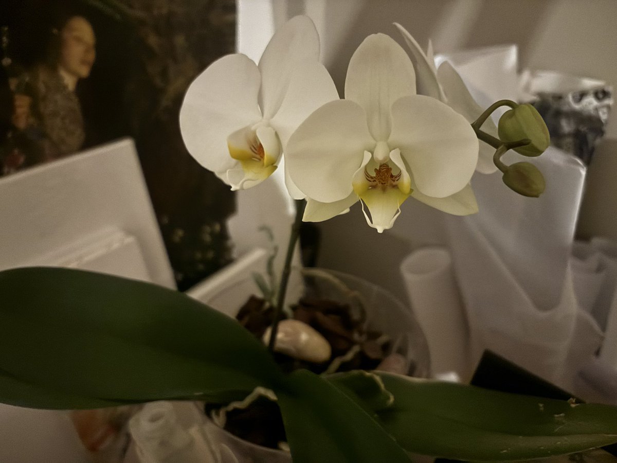 i have been working hard..babying and taking care of these orchids… waiting for them to bloom… it has finally happened. my loves