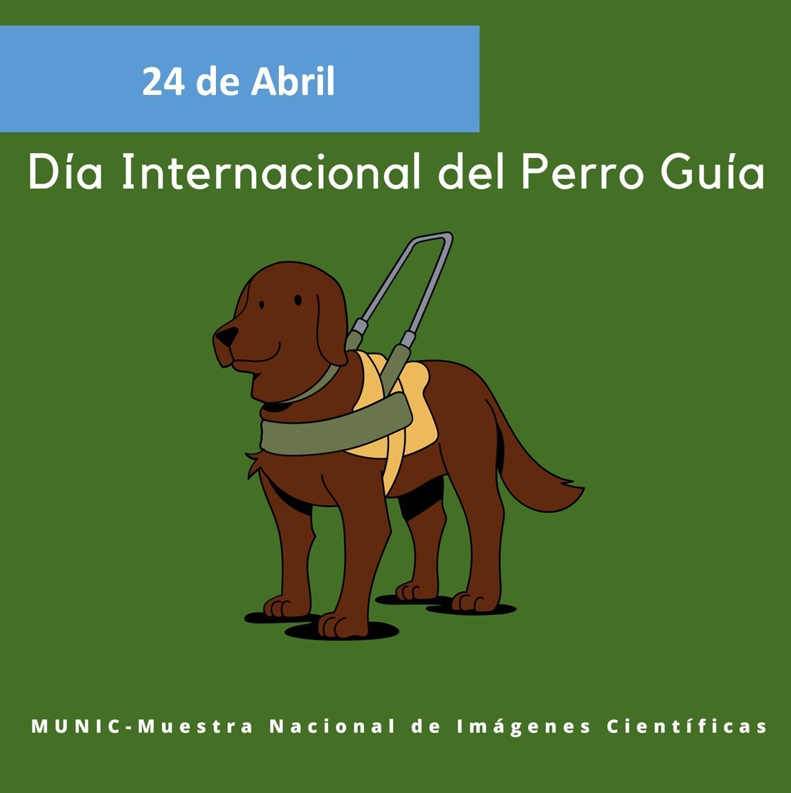 El último miércoles de abril se conmemora el #DíaInternacionaldelPerroGuíaoPerrodeTrabajo. Estos nobles animales son entrenados con la finalidad de dar apoyo a personas con discapacidad visual, para su movilidad e independencia. #MUNIContigo #DivulgaciondelaCiencia