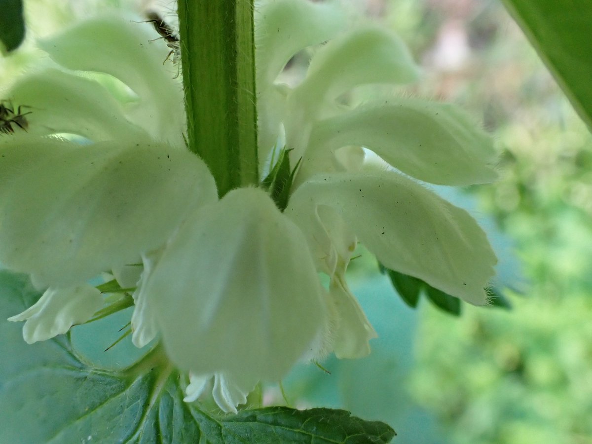 My favourite flower just now, White Deadnettle, hiding the centipede shoes from the fairies. I only learned this wee story a couple of years ago. @BSBIScotland @BSBIbotany @EdinburghNats