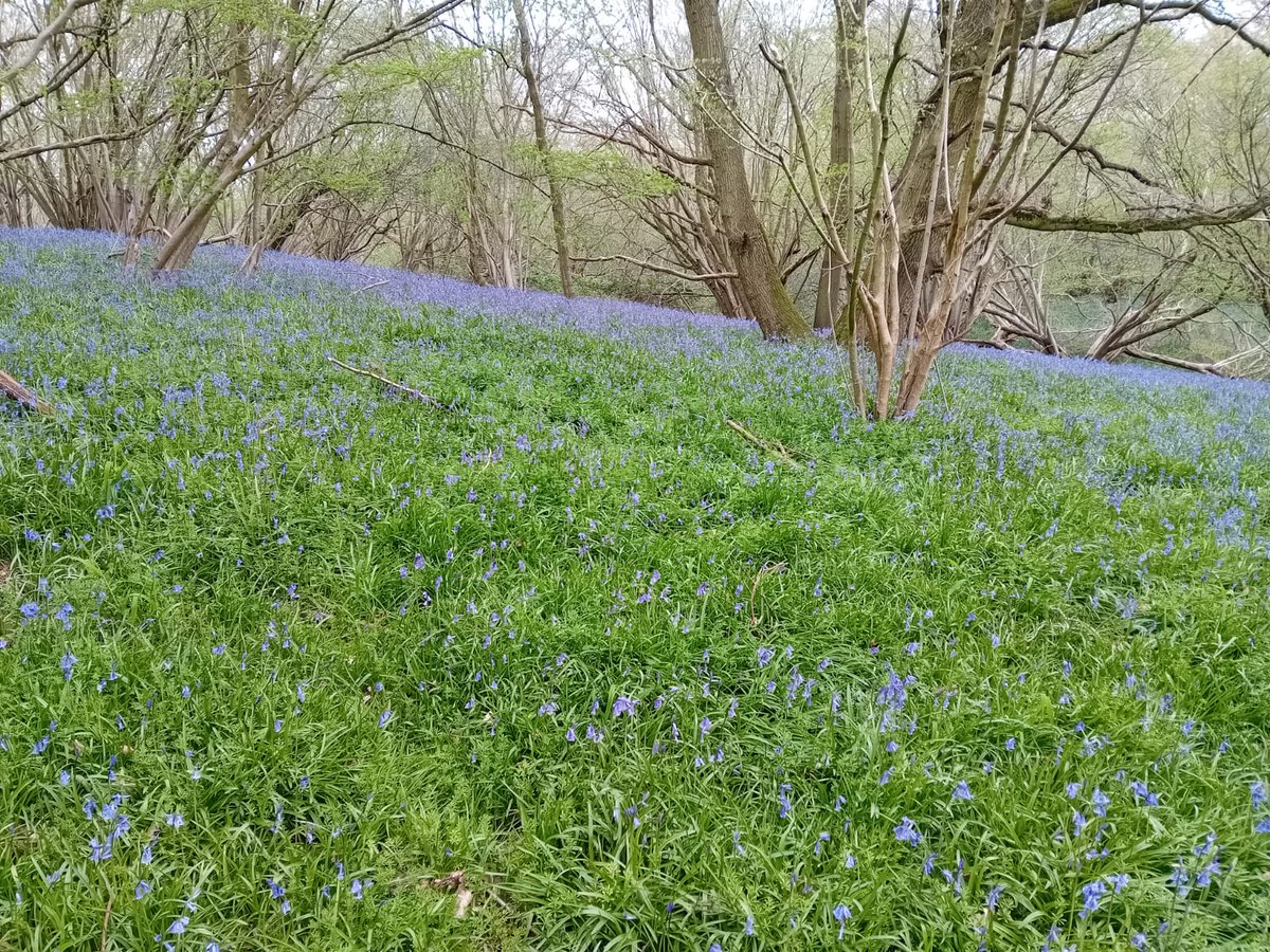 It's that time of year again; the birds are singing and Hambleton Wood is full of bluebells! In a couple of weeks the display will be at its peak. Take a trip to Rutland Water to see them lrwt.org.uk/spring-wildlif…