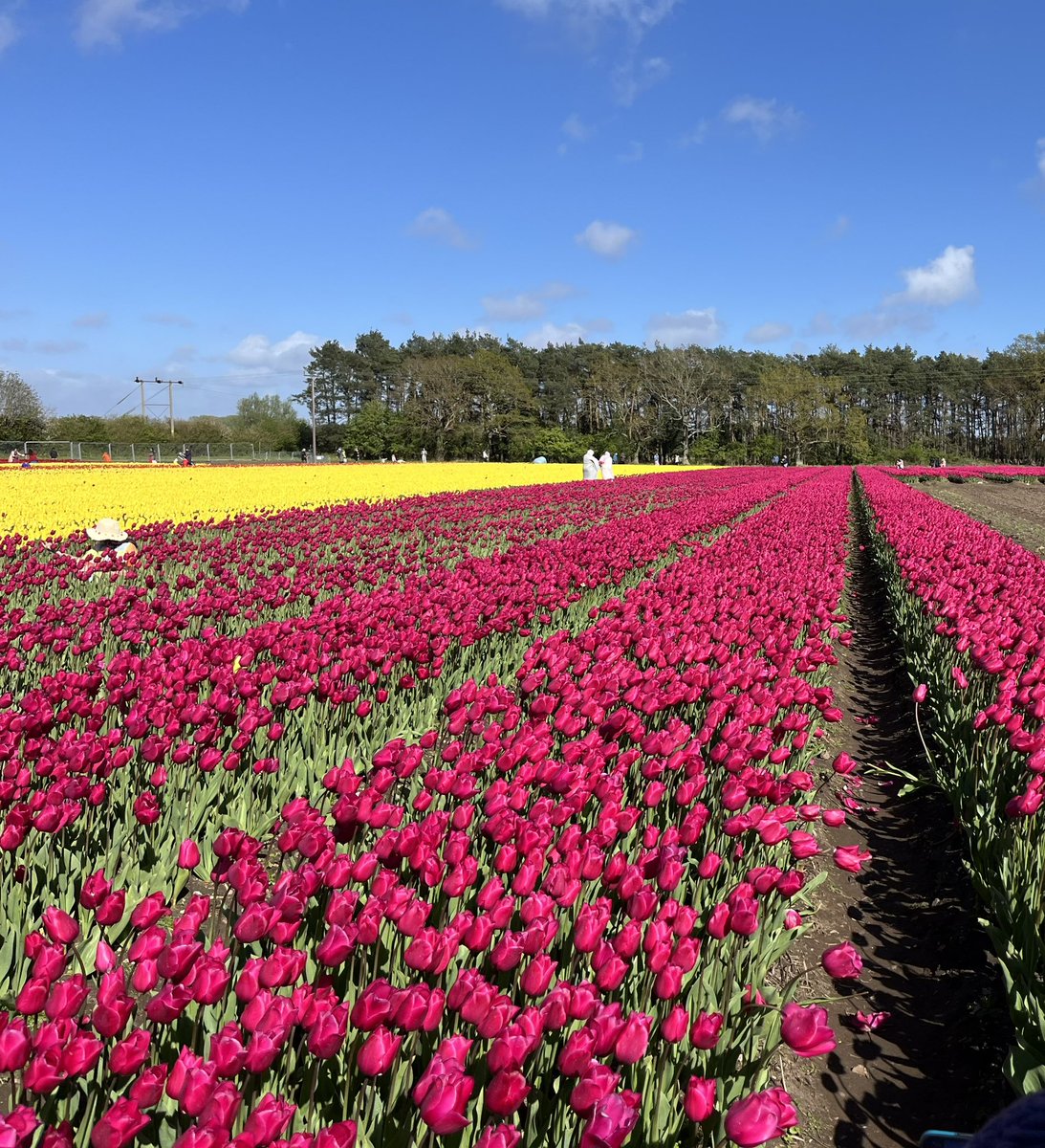 DebsRWalton's tweet photo. Lovely half hour or so at Norfolk Tulips 💐 #tulipsfortapping https://t.co/kxDtZhitD4