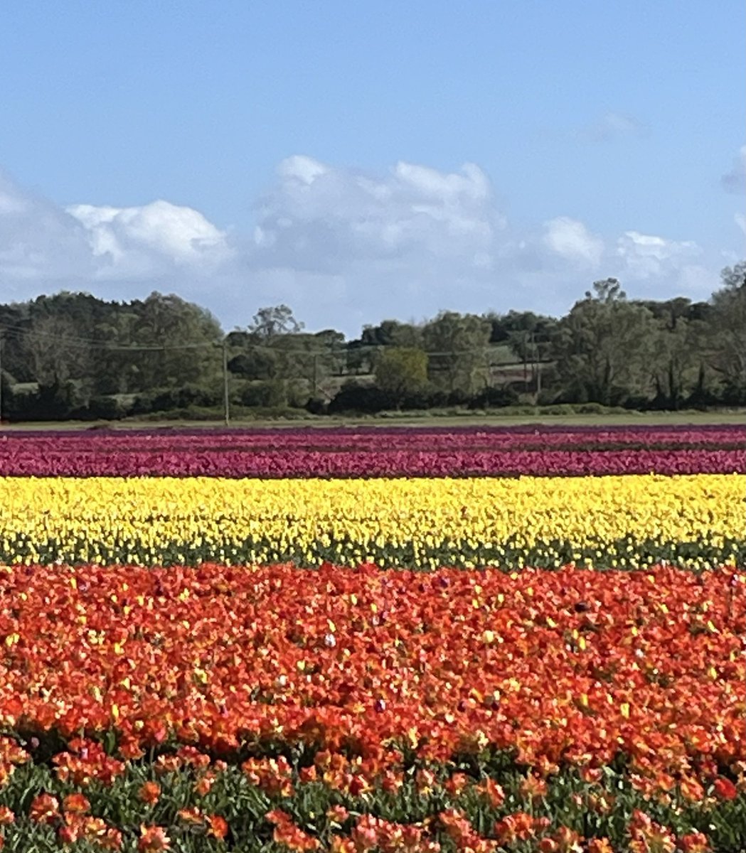 DebsRWalton's tweet photo. Lovely half hour or so at Norfolk Tulips 💐 #tulipsfortapping https://t.co/kxDtZhitD4