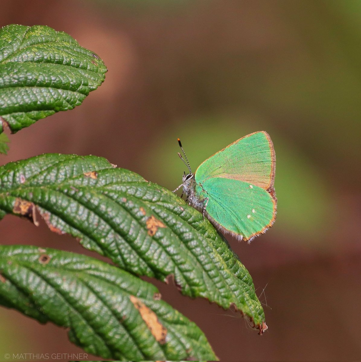 Der grüne Zipfel-Brombeerfalter. #butterfly #insects #insectphotography #nature #naturephotographer #naturephotography #naturelovers #photographylovers #photographer #photography #photo #