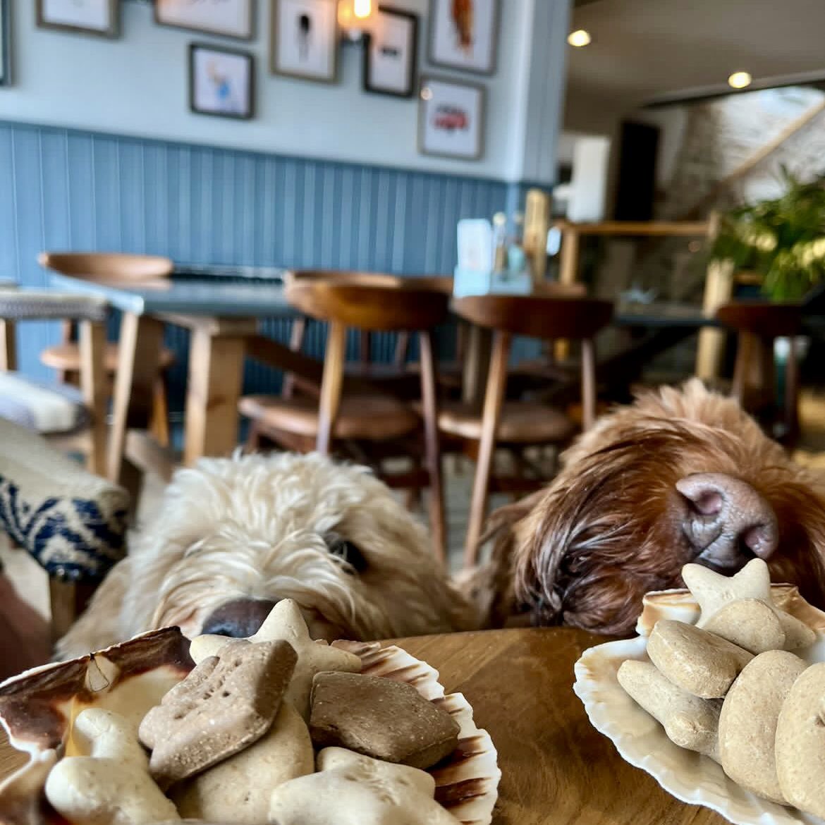 These two certainly know who serves up the most paw-some treats in North Devon (& that’s usually before owners get a look in 😉) 🐾 

#lovedogs #doglovers #dogswelcome #doglife 
#instow #northdevon #beachwalks #seaside #northdevoncoast @youngspubs