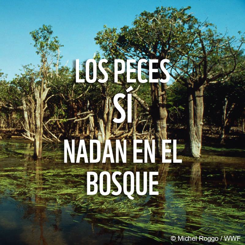 Cada año, más de 250,000 km2 de bosques inundables amazónicos son cubiertos por el agua que se desborda de los ríos. Cuando ocurren estas inundaciones los peces literalmente “nadan” dentro del bosque. ¡La Amazonía es increíble! WWF Amazonia