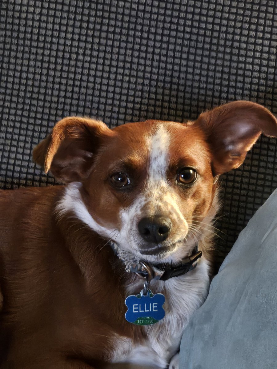 probablynicci's tweet photo. @itspenstone Here's Ellie doing her best Elvis impression. Feel better soon! 💞💞💞💞 https://t.co/AV6ZNo6F0v
