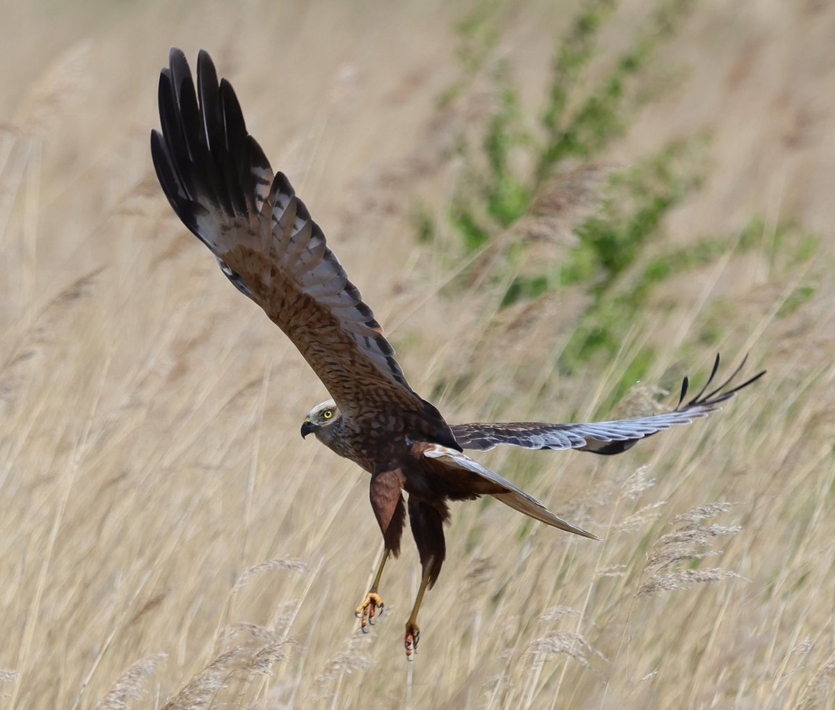 The best afternoon at Minsmere. This stunning male Marsh Harrier dropped into the reeds in front of me along the North Wall. I've never been so close to a Marsh Harrier. A truly thrilling moment. @RSPBMinsmere @RSPBEngland @suffolksnaps @SWT_NE_Reserves @WildlifeMag