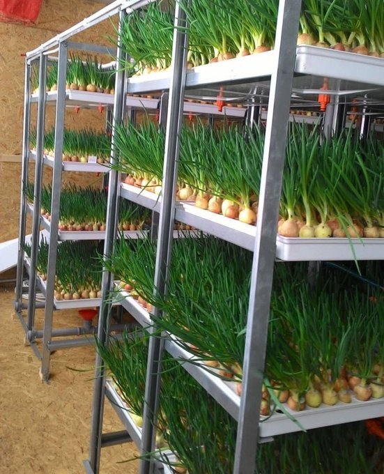 VERTICAL FARMING! 
This is the growing of crops on vertical gardens.
#NOTE: The size of the crop garden is increased vertically. This makes farming possible in urban areas.
#QUESTION: What do you say about this method of farming?

Comment, Like & Repost. 
#LetsFarmTogether