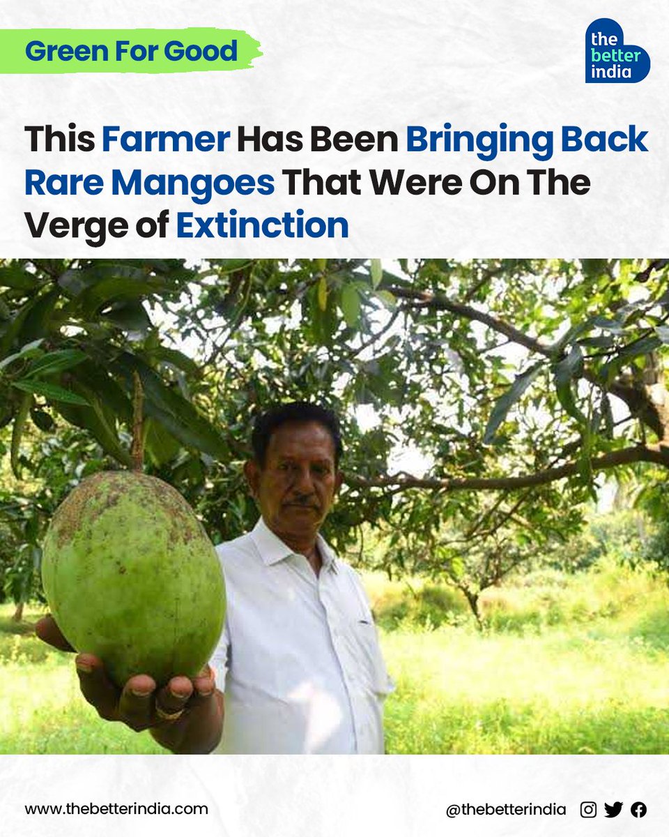 For many of us, mangoes🥭are synonymous with summer and childhood memories. 

#MangoLovers #IndianAgriculture #FarmerHero #TamilNadu #India #Summers #Mango

[Mango conservation, endangered mango varieties, Tamil Nadu]