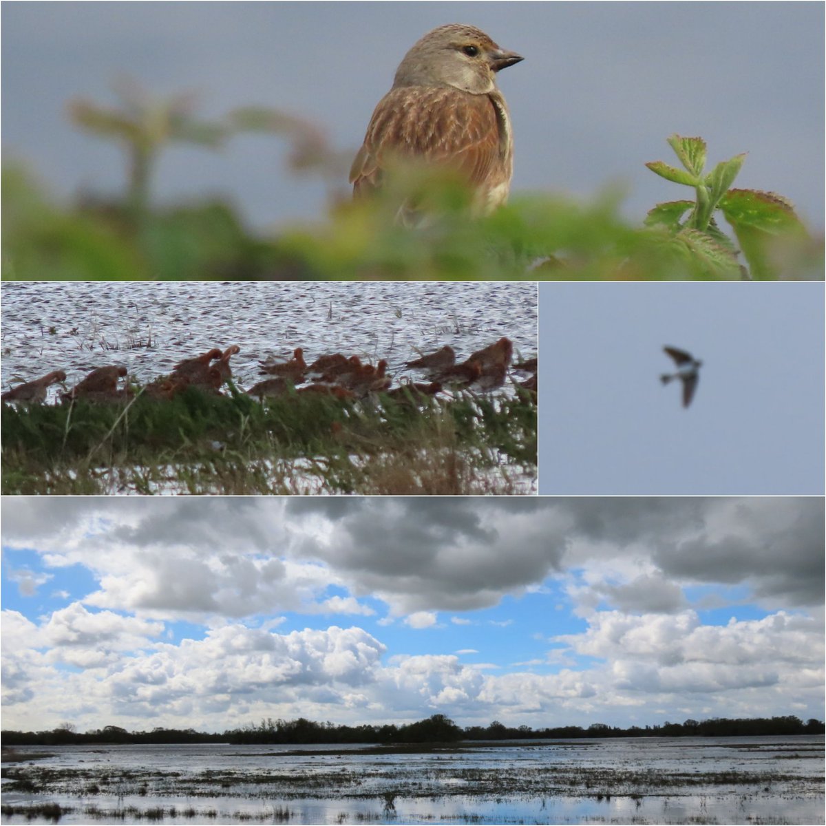 Geat walking around @Natures_Voice Ferry Lagoon Fen Drayton - so many birds to see and hear between the showers. Heard first cuckoo and saw first sand martins darting across the water (terrible shot on right in middle). Godwits distant but still here too! @CambsBirdClub