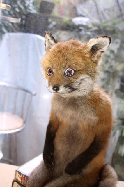 Crap Taxidermy tweet media