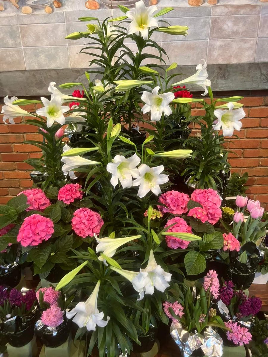 Valley Presbyterian #ChagrinFalls #Ohio flowers for Easter Sunday 2024.
#FridayFlowers 
#Presbyterian #pcusa @SynodCovenant #easter2024 #EasterSunday2024 #EasterSunday #FlowersOfTwitter #FlowersOnFriday #daffodils #lilies #FlashbackFriday #FBF