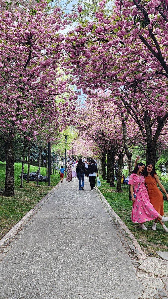 Washington'ın Japon kiraz ağaçları Sakura'ları bitti, Ankara'nınkiler daha yeni başlıyor. Dikmen Vadisinde bugün herkes fotoğraf çekilmeye gelmiş, cıvıl cıvıldı...

Washington'da her yıl açmalarını kutlamak için 'Ulusal Cherry Blossom Festivali' yapılıyor. Ankara'da da @JaponyaBE…