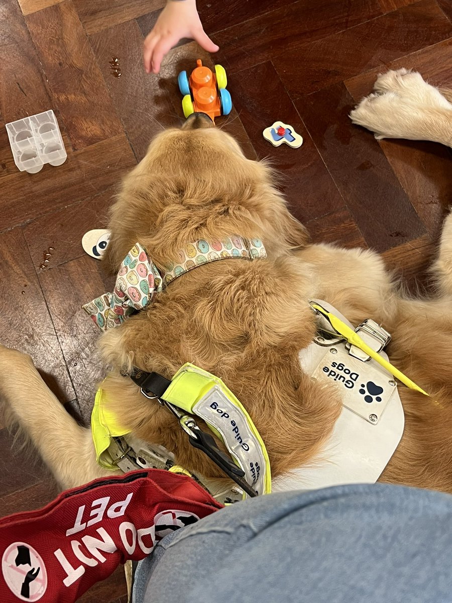 Today at playgroup another toddler kept quietly leaving little offerings of toys in front of @GuideDogAva They clearly thought Ava deserved to have something to play with too 🥹