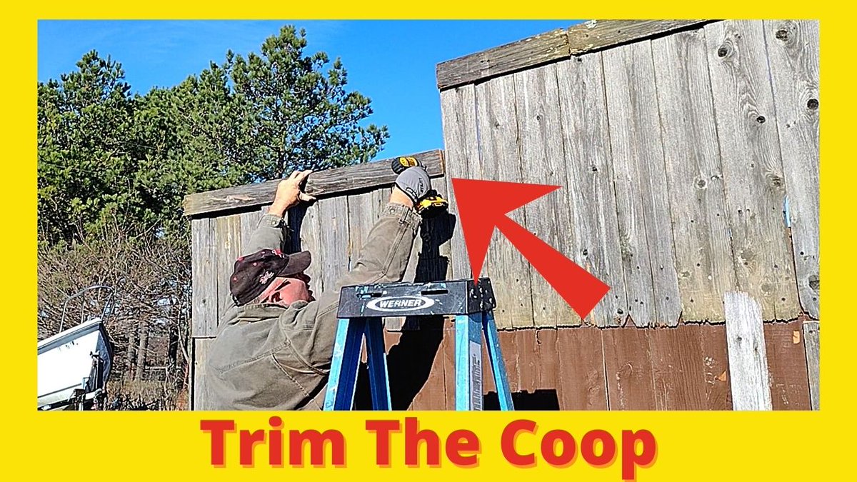 philbridgesSAR's tweet image. Putting Trim On A Chicken Coop
i.mtr.cool/kapumwqnva
#chickencoopbuild #chickencoopideas #chickencoops