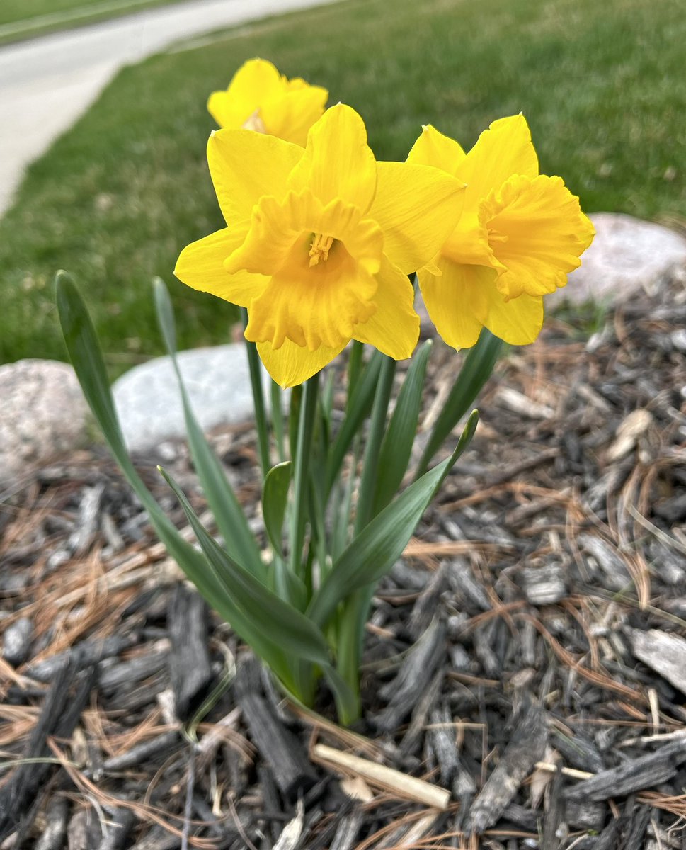 in honor of tsc 1 week anniversary heres a pic of the daffodils that bloomed in my yard :)