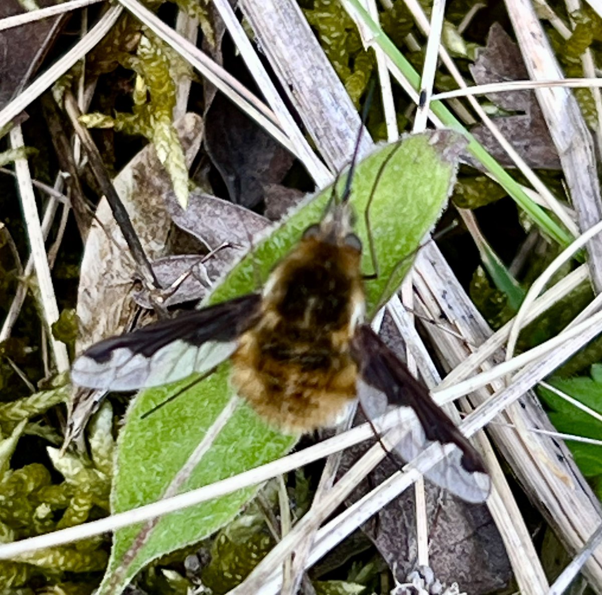 Bee-flys.!! My first Dotted Bee-fly of the year & the more common Dark-bordered Bee-fly both at Bishops Hill today. #beeflywatch