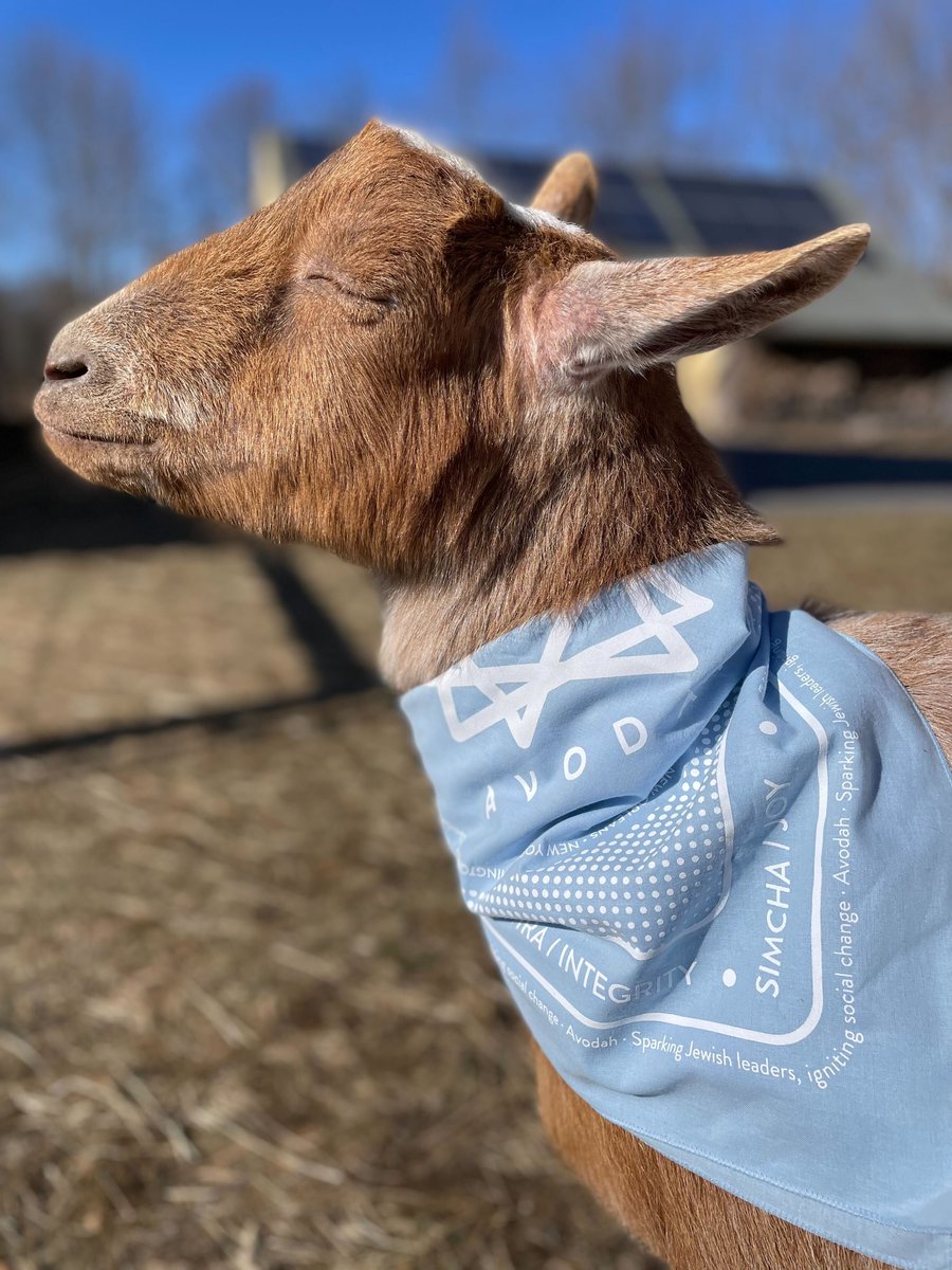 Wishing you all a meaningful Passover. May this be a time of connectedness and reflection as we come together to imagine a more liberated future for us all. Shabbat Shalom and Chag Pesach Sameach from our Avodah family, which includes this really cute goat, to all of you! ❤️