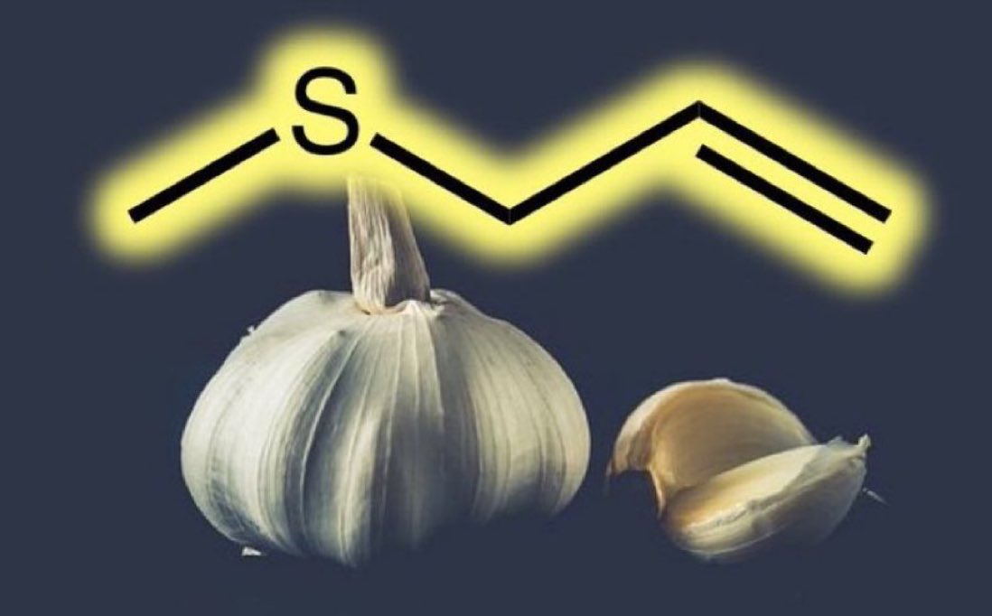 Leave a bad taste in the mouth on #NationalGarlicDay! Allyl methyl sulfide is mainly responsible for garlic breath which can last as long as 24 h; other than through breathing, it is removed from the body in sweat/urine #sweatitout #RealTimeChem Eating raw apple helps deodourise.