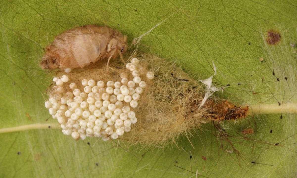 Female (wingless) Tussock #Moth (Lymantriinae, Erebidae) with her cocoon & eggs Some moths have done away with flight. Females (either vestigial or absent wings) are met on eclosure by the winged male, her eggs fertilised & she dies. flic.kr/p/2i2bsuL #insect #Yunnan #China