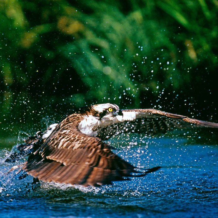 🚨FACT FRIDAY🚨 Osprey feathers are not naturally waterproof, but they can make them highly water resistant using waxes/oils produced by the preen gland. This helps greatly given their sea-faring lifestyle! Here you can see water beading up as opposed to soaking into feathers.