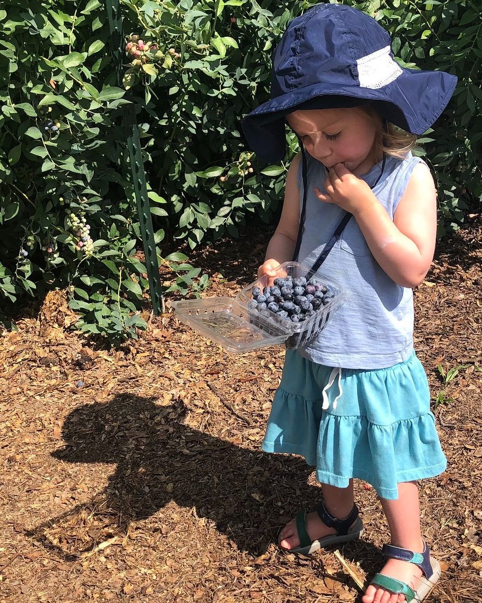 Get your pails ready, it’s almost blueberry picking time. ☀ 📸: @shalomfarms