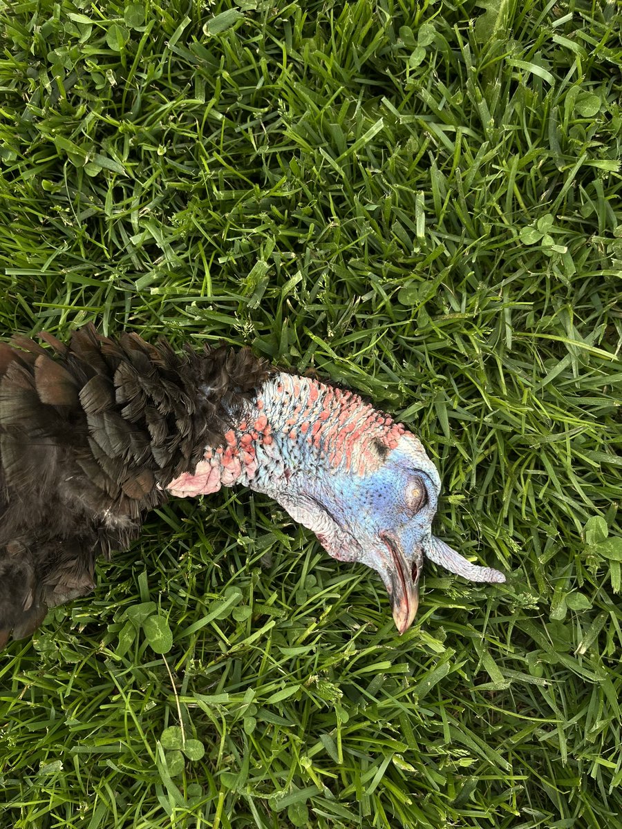 # cantstoptheflop #turkeycamp2024