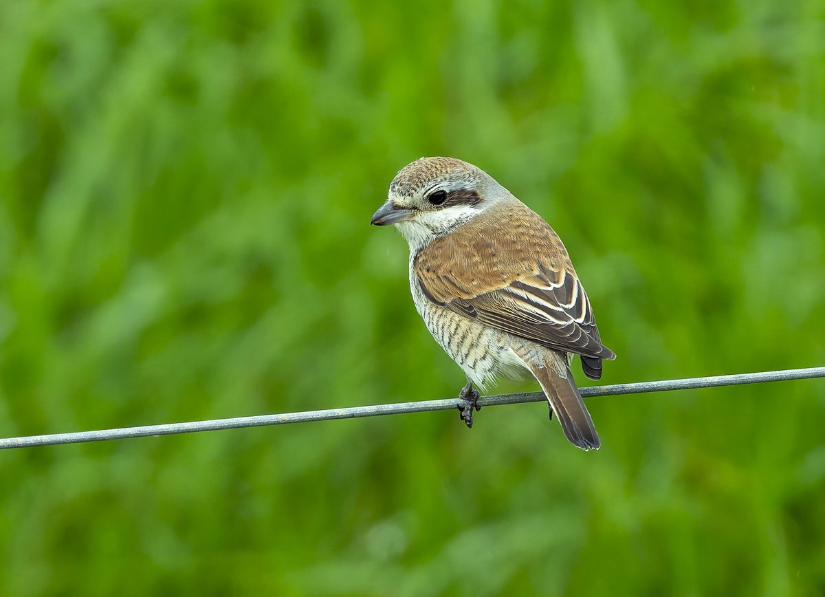 I went this morning to see the Red backed shrike @RSPBMinsmere It was on the left in the reserve of the north wall. I went to the beach, walked along the shore line, came up to a tidal cut in the dunes. There I sat out of sight, my patience paid off, it came onto the beach side.