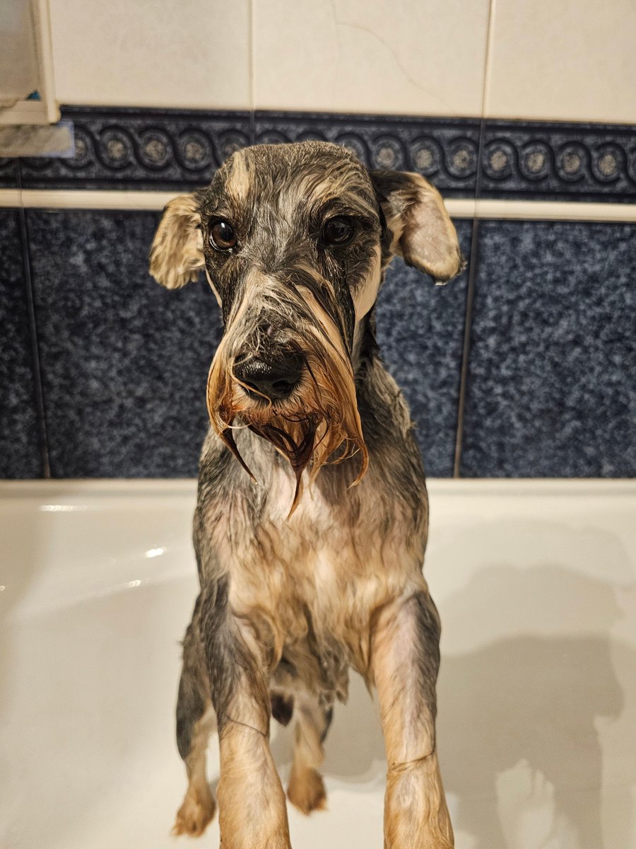 I did not escape pals 😔 #SchnauzerGang #sad #tragedy #horror #schnauzersagainstbaffs