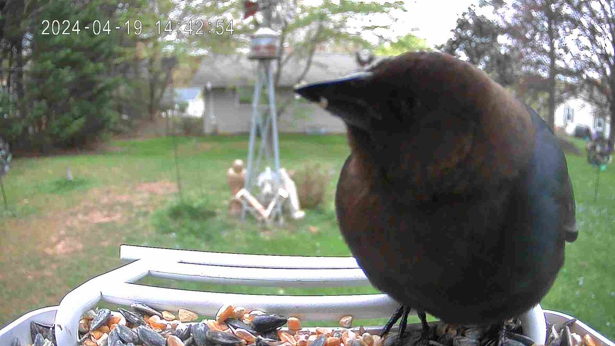 The plump dude is back. These cowbirds overwhelm the feeder. How big are their guts.