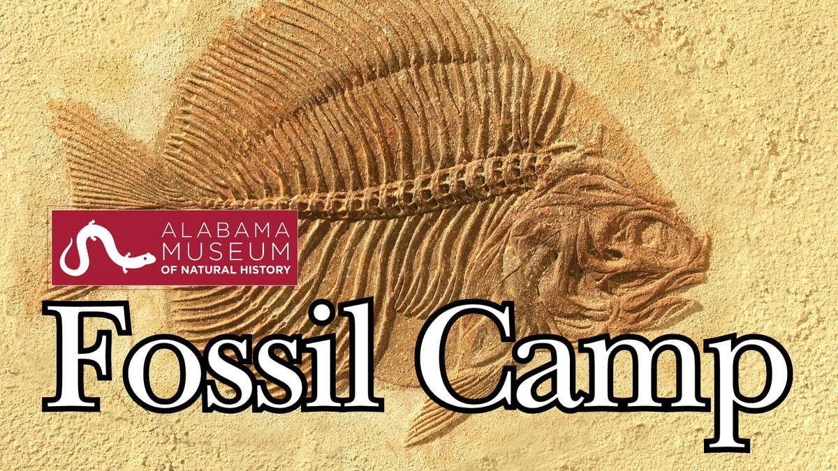 Fossil Camp at @UAMNH has sold out, but the Waiting List is still available. Our Fossil Camp Scholarships are also closed. LEARN MORE: ➡️ bit.ly/44645bv #Tuscaloosa #UAMuseums #UniversityOfAlabama