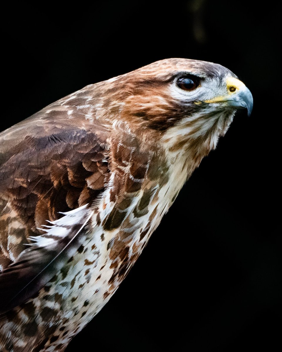 Encounter the stoic gaze of this majestic buzzard at Wildwood Devon! 🦅 With its sharp eyes and beautiful feathers, is a testament to the resilience and beauty of nature. #wildwoodtrust #devon #eastdevon #southdevon #wildwooddevon #otterystmary #wildlifephotography #buzzard