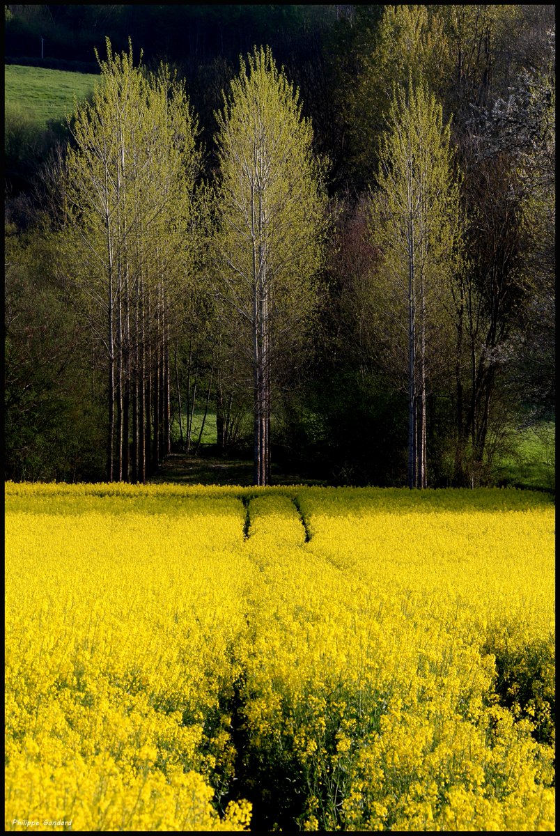 Sarthe V'la le printemps ! #LaChapelleGaugain #Sarthe #laSarthe #sarthetourisme #labellesarthe #labelsarthe #Maine #paysdelaloire #paysage #nature #campagne #rural #ruralité #gondard #route #road #OnTheRoadAgain #graphique #fleurs #colza