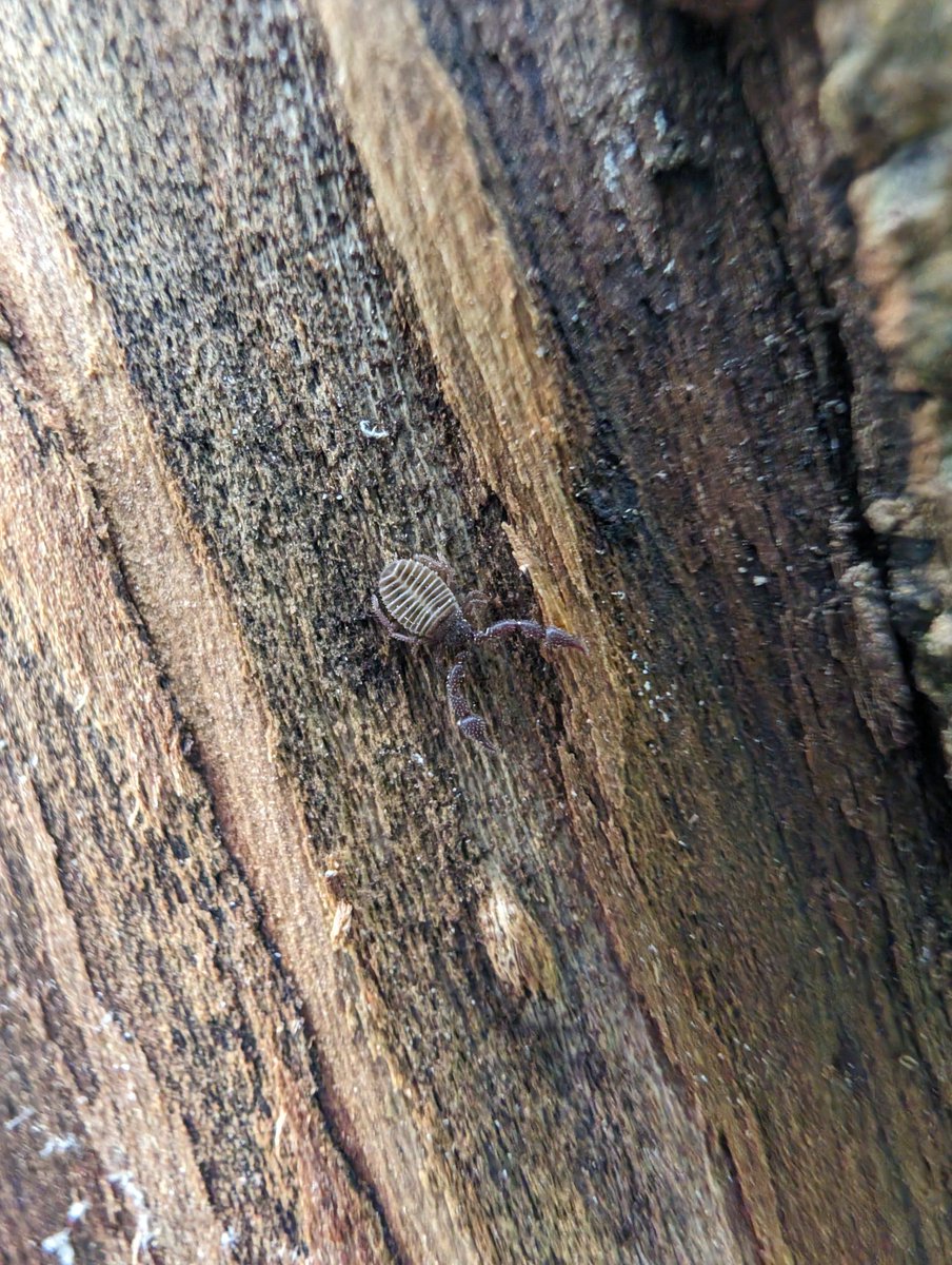 Found this Chernes cimicoides under Elm bark today, Worcestershire. Also had first Grammoptera of the year on Apple blossom.